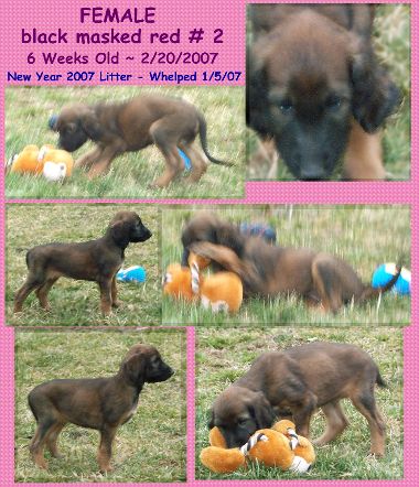 http://www.hosanna1.com/AfghanHoundsPuppyPictures/NYpups6wk070220ALL-Fbmred2NOwtoes.JPG