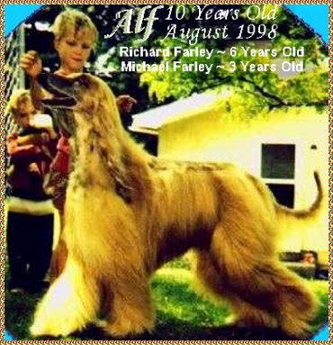 Alfadeus Abdul Kamahl - photo of Alf at 10 years old - Afghan Hound