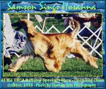 Photo Afghan Hound - Samson Sings Hosanna gaiting at Afghan Hound Club of America National Specialty show at Purina Farms, Missouri 1999
