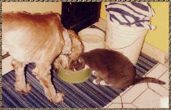 clipped Afghan Hound shares bowl with cat - photo