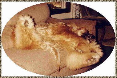 goofy photo - Afghan Hound lounging on back on couch, feet in air