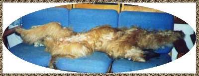 Afghan Hound stretched out taking up whole couch - photo