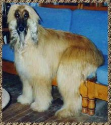 Afghan Hound sitting on couch like people - photo