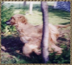 Alf running - afghan hound photo
