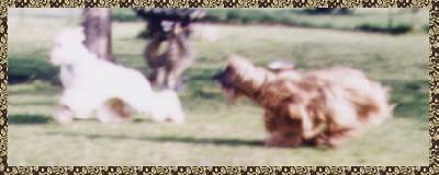 2 Afghan Hounds chasing each other - photo
