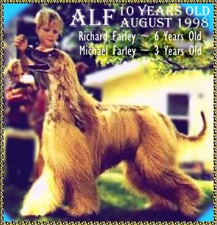 Alf with children - afghan hound  and two boys photo
