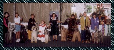 photo - Alf at the Veteran's Parade at the Afghan Hound Club of America National Specialty Show, Tuscon, Arizona 1999