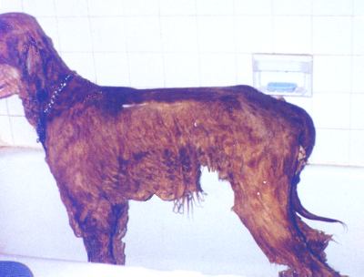 Alf the afghan hound naked in the bath - what an awesome top line! photo