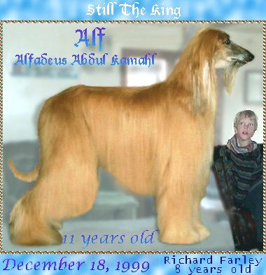photo - Alf the Afghan Hound at 11 years old