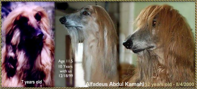 3 portraits of Alf - afghan hound head studies photo