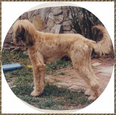 photo of clipped Afghan Hound 