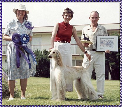 Noori of Blue Sky - photo  winning Chicago Afghan Hound Club specialty show 4 point major