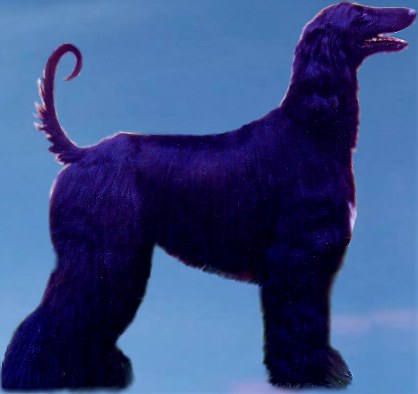 photo of Afghan Hound Am/Can CH Naphtali's Judah Ben-Hur
