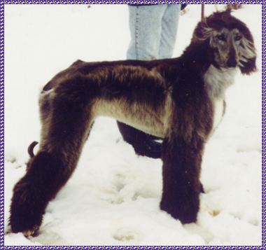'Asia' - Can Champion Abashai's Asian Allure - Afghan Hound photo