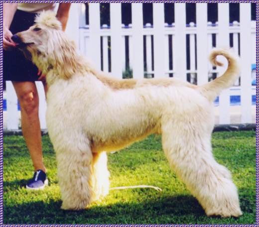 Sebring-Majic Then Came Heav'n - Afghan Hound photo