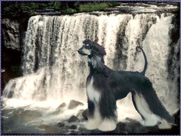 AKC Champion Majic Dream On 'Landon' - photograph - magnificent custom graphics design by AAA World Wide Web Design