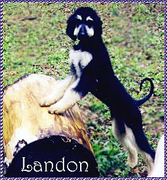 Champion Majic Dream On - - Afghan Hound puppy photo