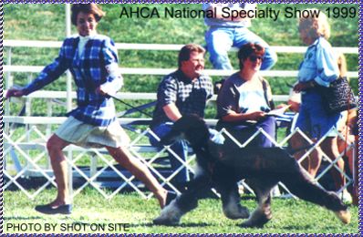 Champion Majic Dream On - - Afghan Hound photo - movement, gaiting in the show ring at Afghan Hound Club of America National Specialty 1999