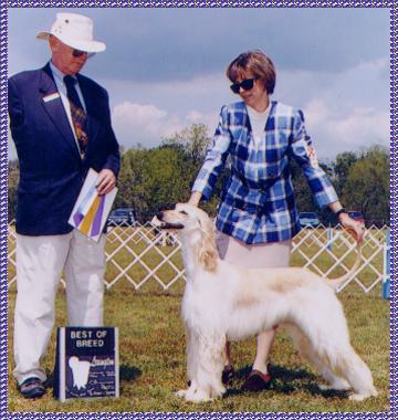 Calla Lily of Blue Sky SC wins Best of Breed photo of Afghan Hound