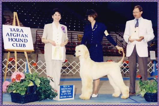 Second Chance of Blue Sky SC - Specialty Show Win photo of Afghan Hound puppy