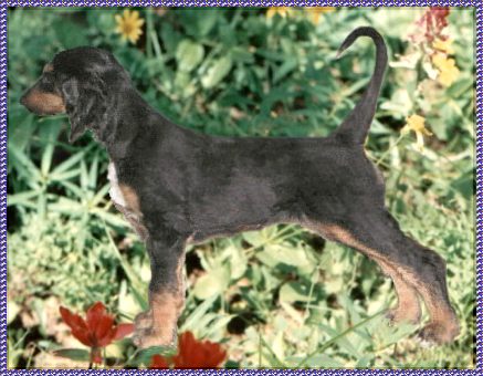 PHOTOS OF Alphaville AFGHAN HOUND PUPPY imported from Sweden by Blue Sky Afghan Hounds