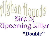 Blue Sky Afghan Hounds title