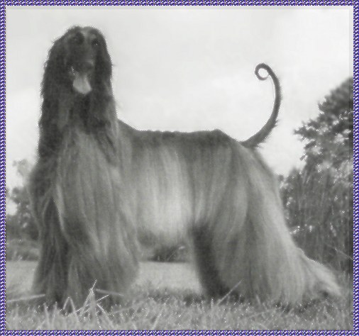 PHOTOS OF Alphaville AFGHAN HOUND PUPPY imported from Sweden by Blue Sky Afghan Hounds