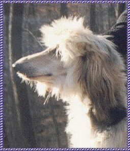 head study photo of 'Allie' and afghan hound puppy