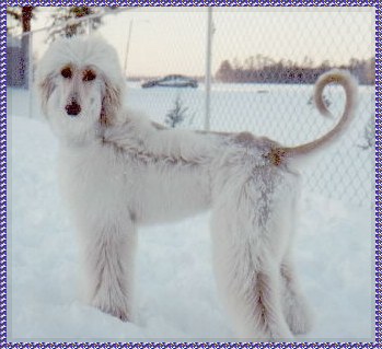 Afghan Hound puppy photo - Indiana - cream puppy in the snow