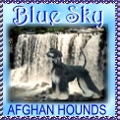 Blue Sky afghan hounds graphic link to archived website