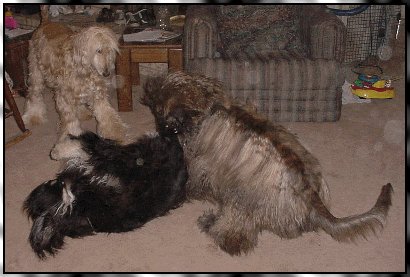 Our 3 goofy Travelhound Afghan Hounds playing