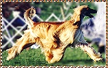 Afghan Hound photo - Samson Sings Hosanna