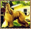 Afghan Hound photo - Alfadeus Abdul Kamahl