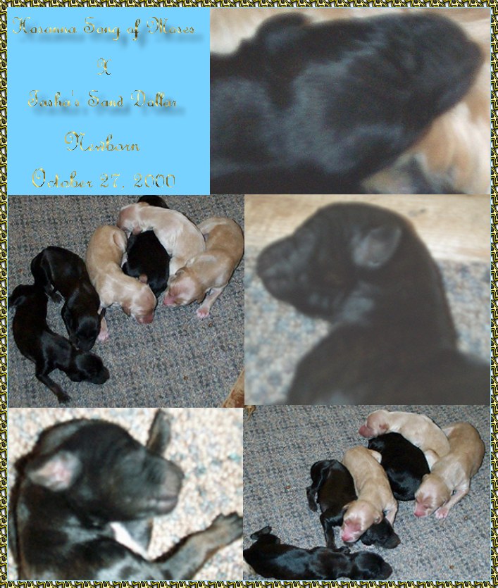 picture of newborn Afghan Hound puppies