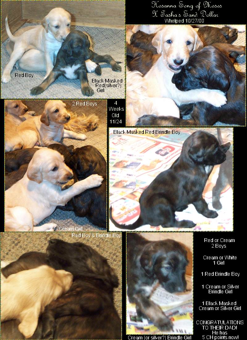 LOTS of photos - collage of Afghan Hound puppies - 4 weeks old