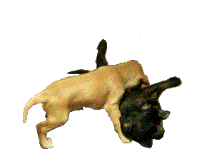 animated graphic gif of Afghan Hound puppies playing - 4 weeks old