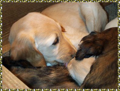 Afghan Hound puppies - photos of 9 week olds