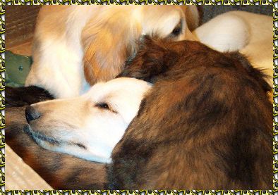 9 week old CUTE Afghan Hound puppies - photo