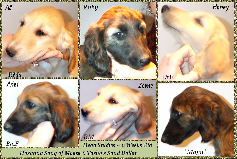 head study photos of 9 week old Afghan Hound puppies