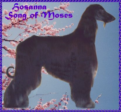 Hosanna Song of Moses - Afghan Hound photo