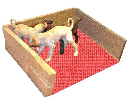 gif animation of Afghan Hound puppies playing - 9 weeks old
