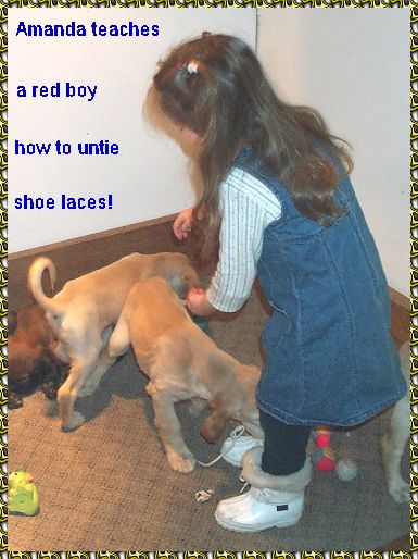 Afghan Hound puppy and child - photo