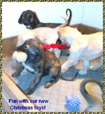 9 week old Afghan Hound puppies playing with their Christmas toys - photo