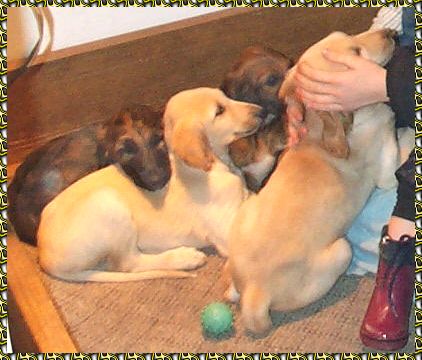 Afghan Hound puppies - photo