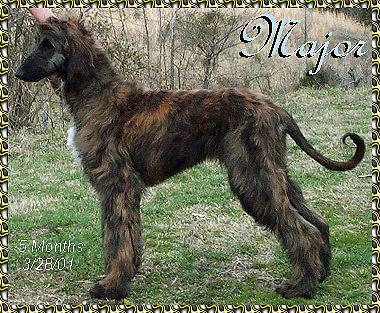 'Major' placed 2 in an undivided puppy class of 3 at his very first show.  He was 6 months and 1 day old and the other two puppies were 11 month old 1/2 brothers of THIS YEAR's Nationa Specialty Winner & Multiple Group Placer at Westminster KC!!!