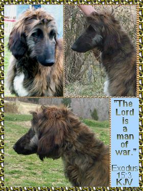 Hosanna Man of War - head studies of an Afghan Hound puppy - photos