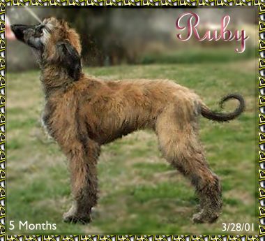 Photo of Afghan Hound puppy