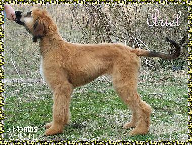 Hosanna's Ariel - Afghan Hound puppy photo