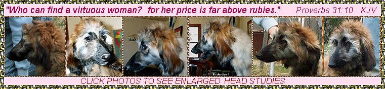 6 head studies of Hosanna Price Above Rubies, an Afghan Hound puppy