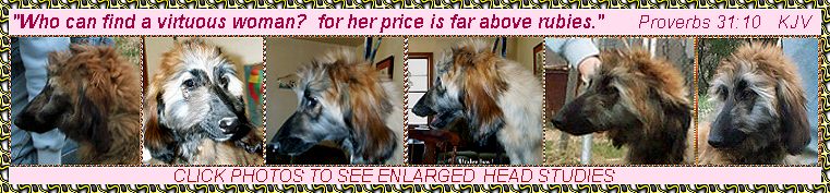 6 head studies of Hosanna Price Above Rubies, an Afghan Hound puppy